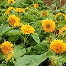 Sunflower- Teddy Bear