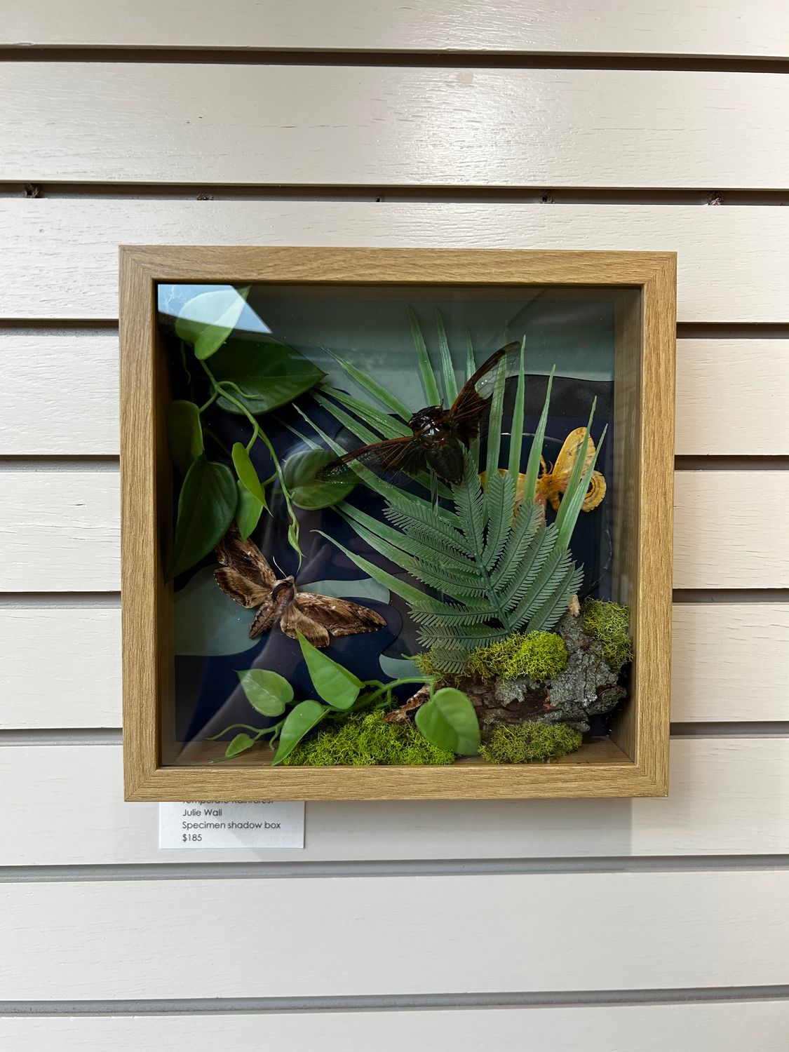 Temperate Rainforest