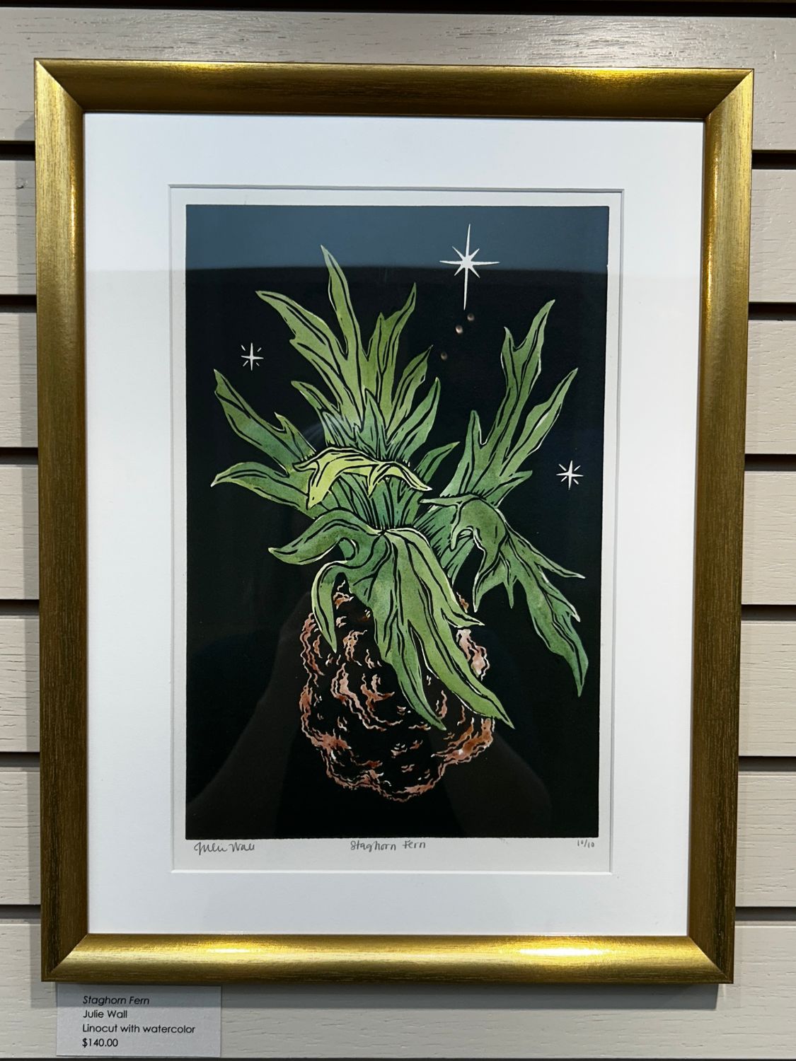 Staghorn Fern Staghorn Fern