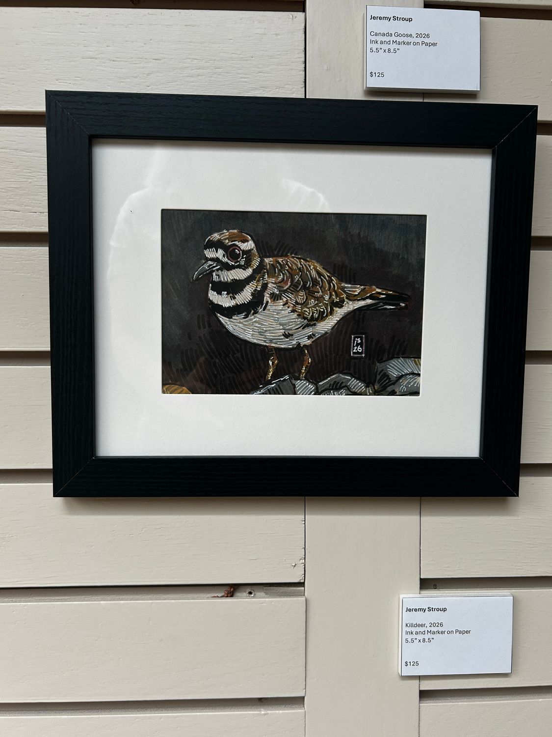 Killdeer