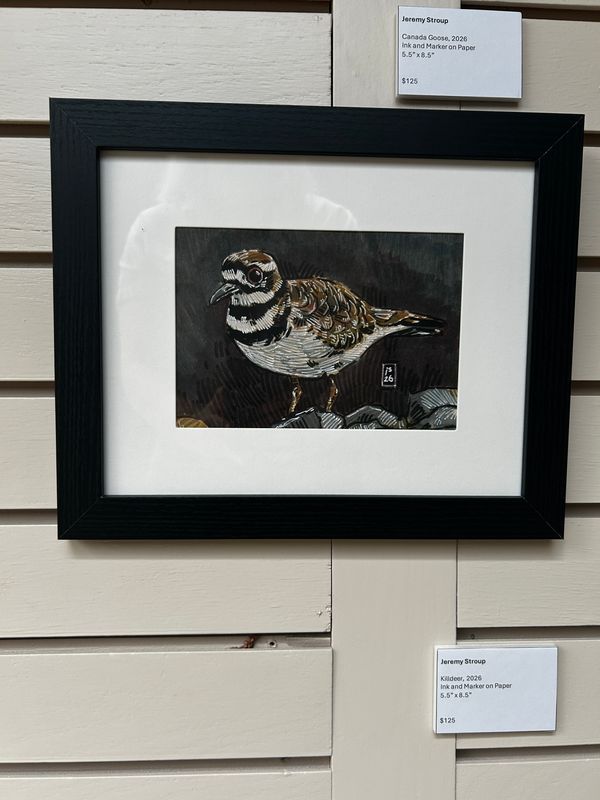 Killdeer