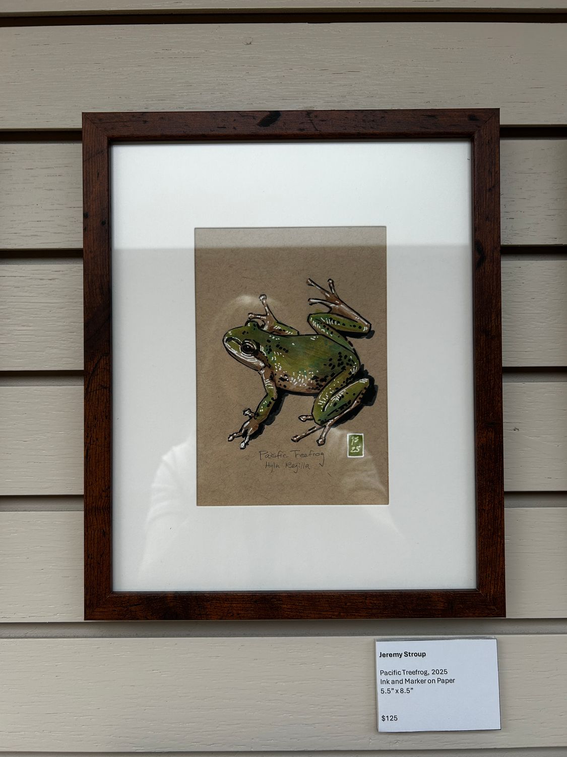 Pacific Treefrog Pacific Treefrog