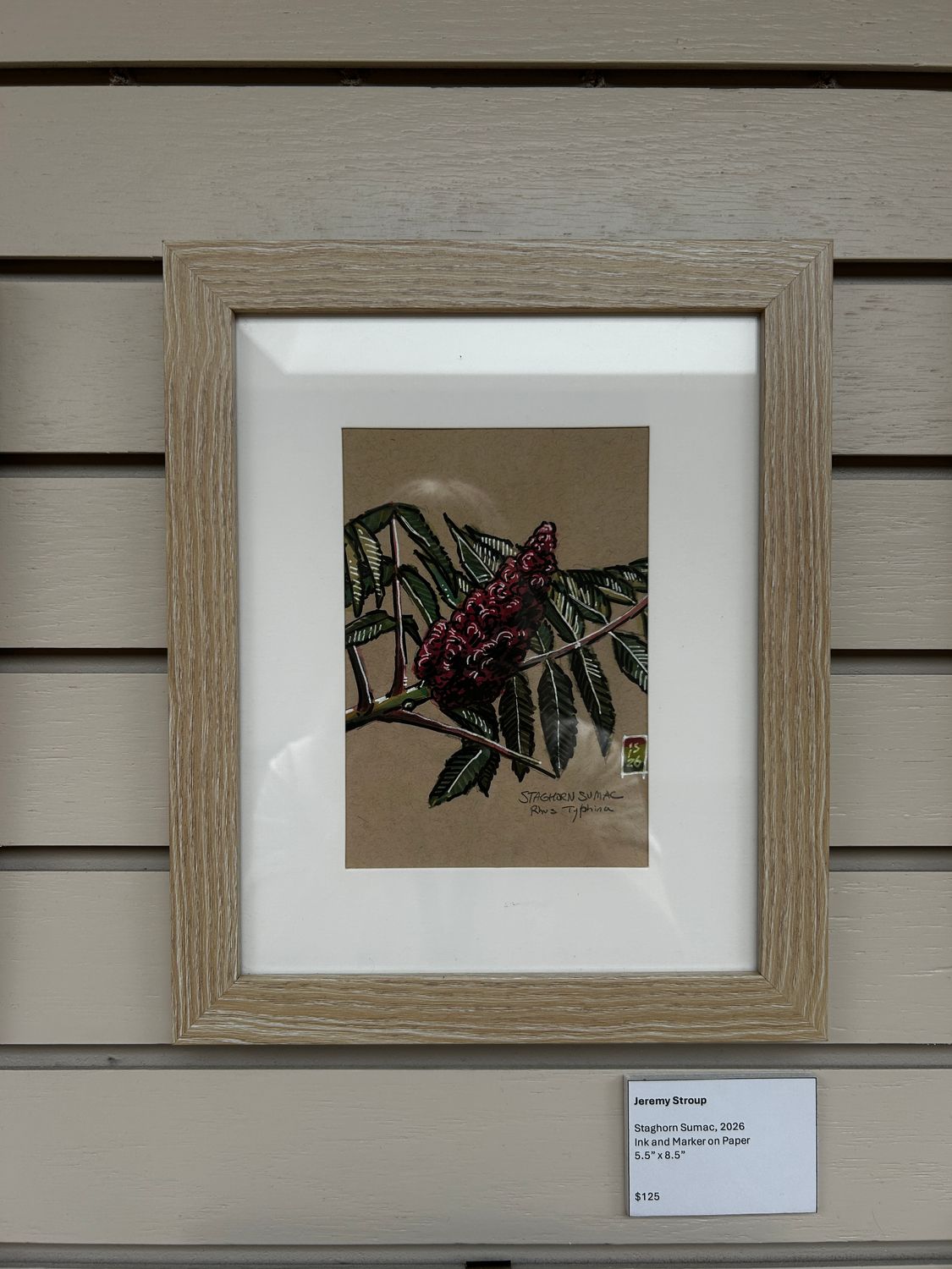 Staghorn Sumac