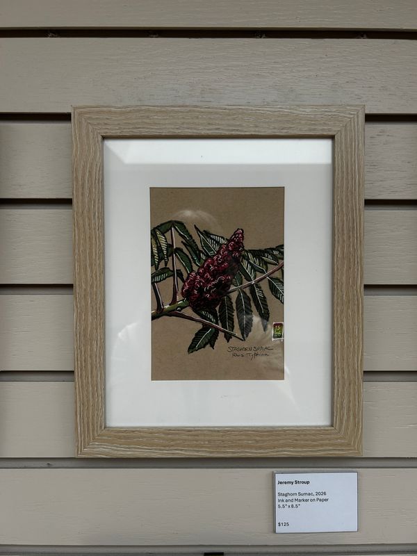 Staghorn Sumac