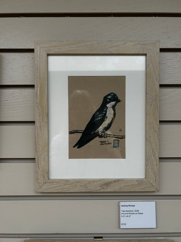 Tree Swallow
