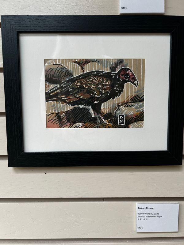 Turkey Vulture