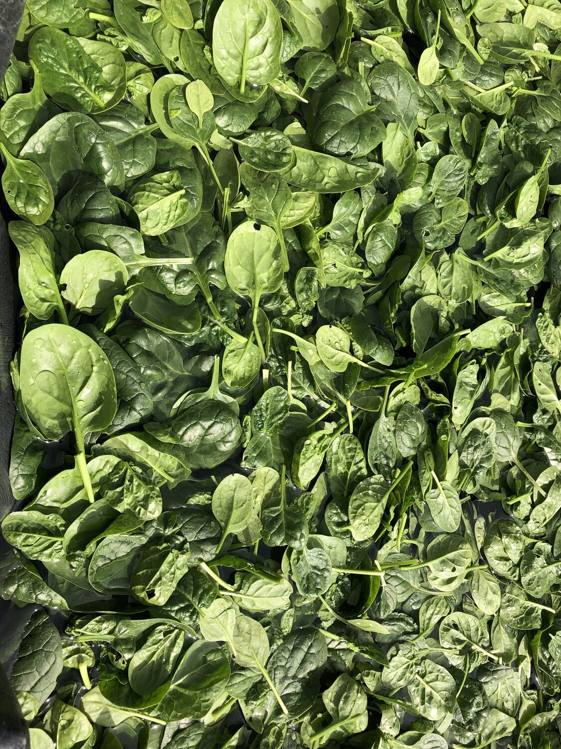 Spinach Spinach