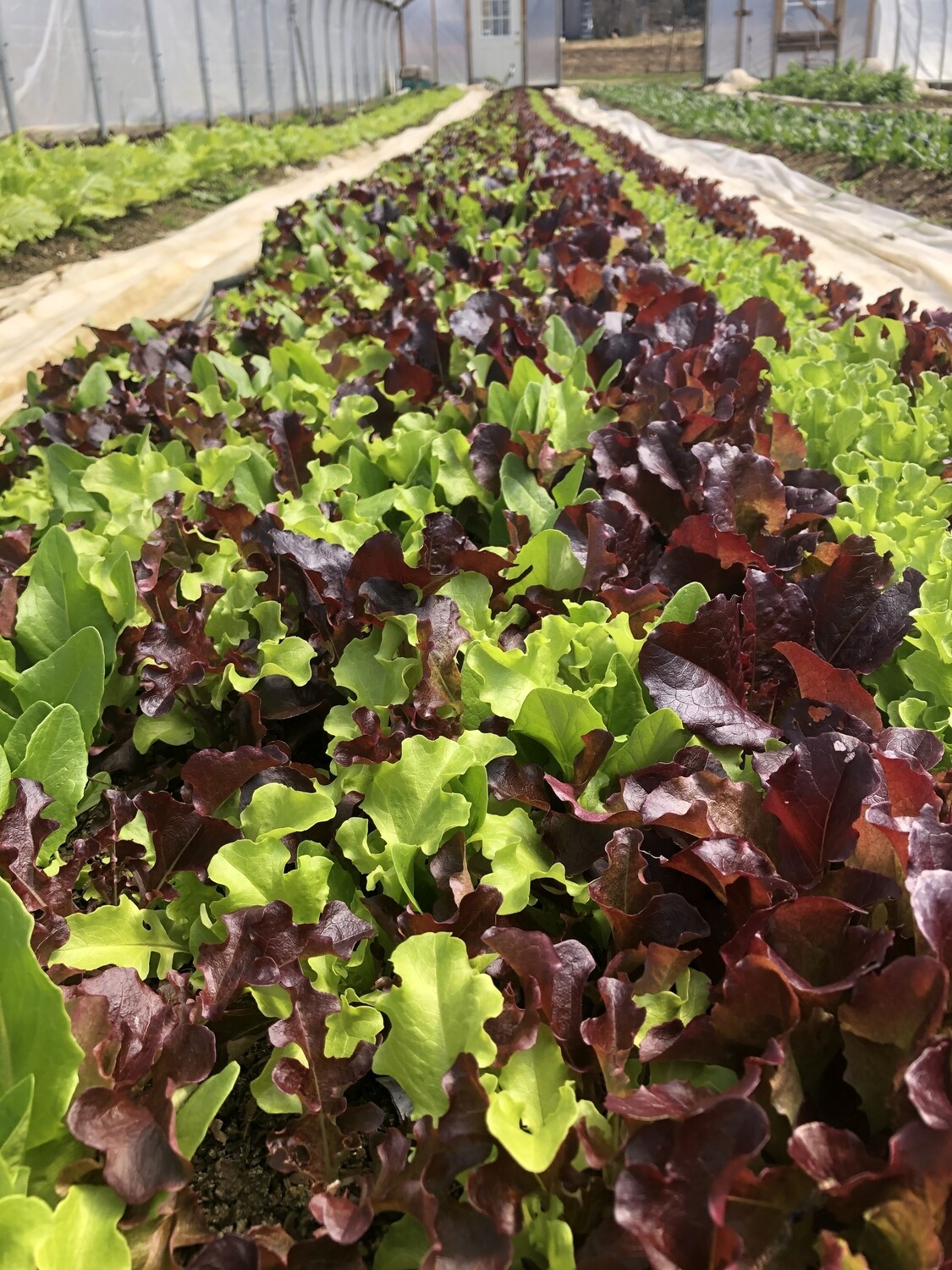 Lettuce Mix Lettuce Mix