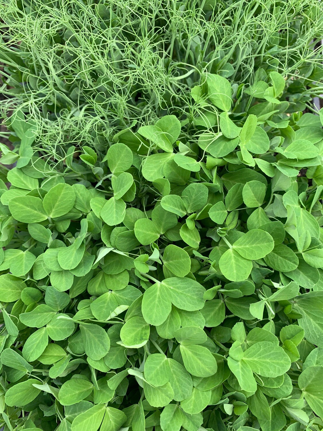 Pea Shoots Pea Shoots