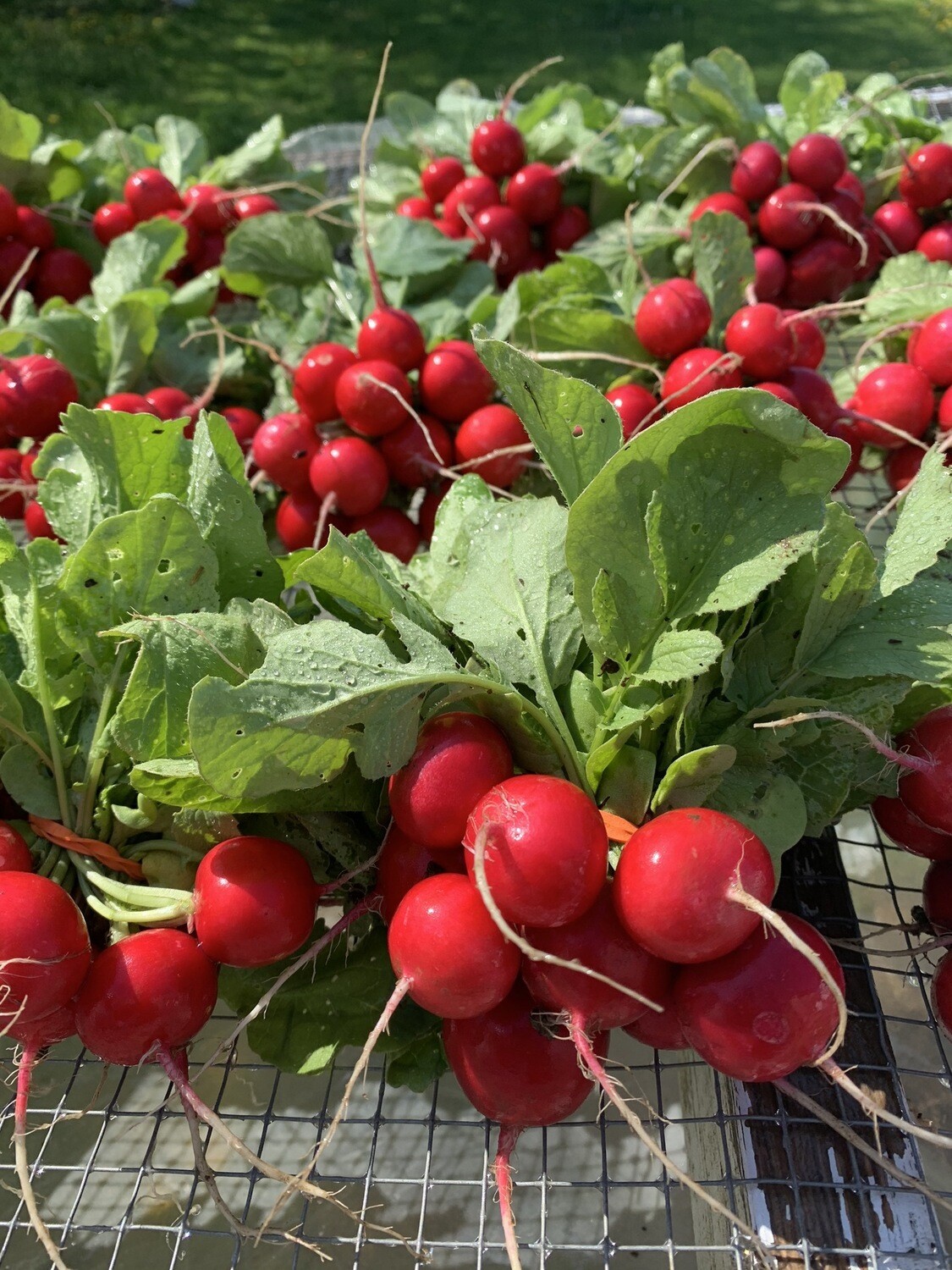Radishes Radishes