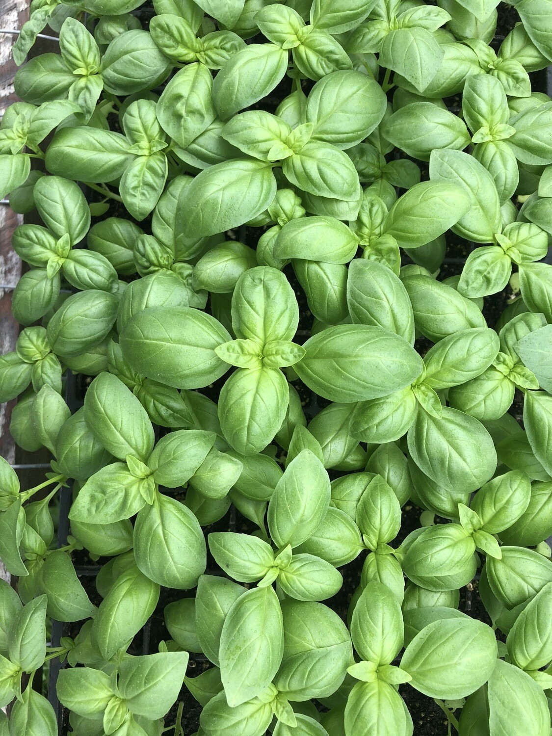 Basil Basil