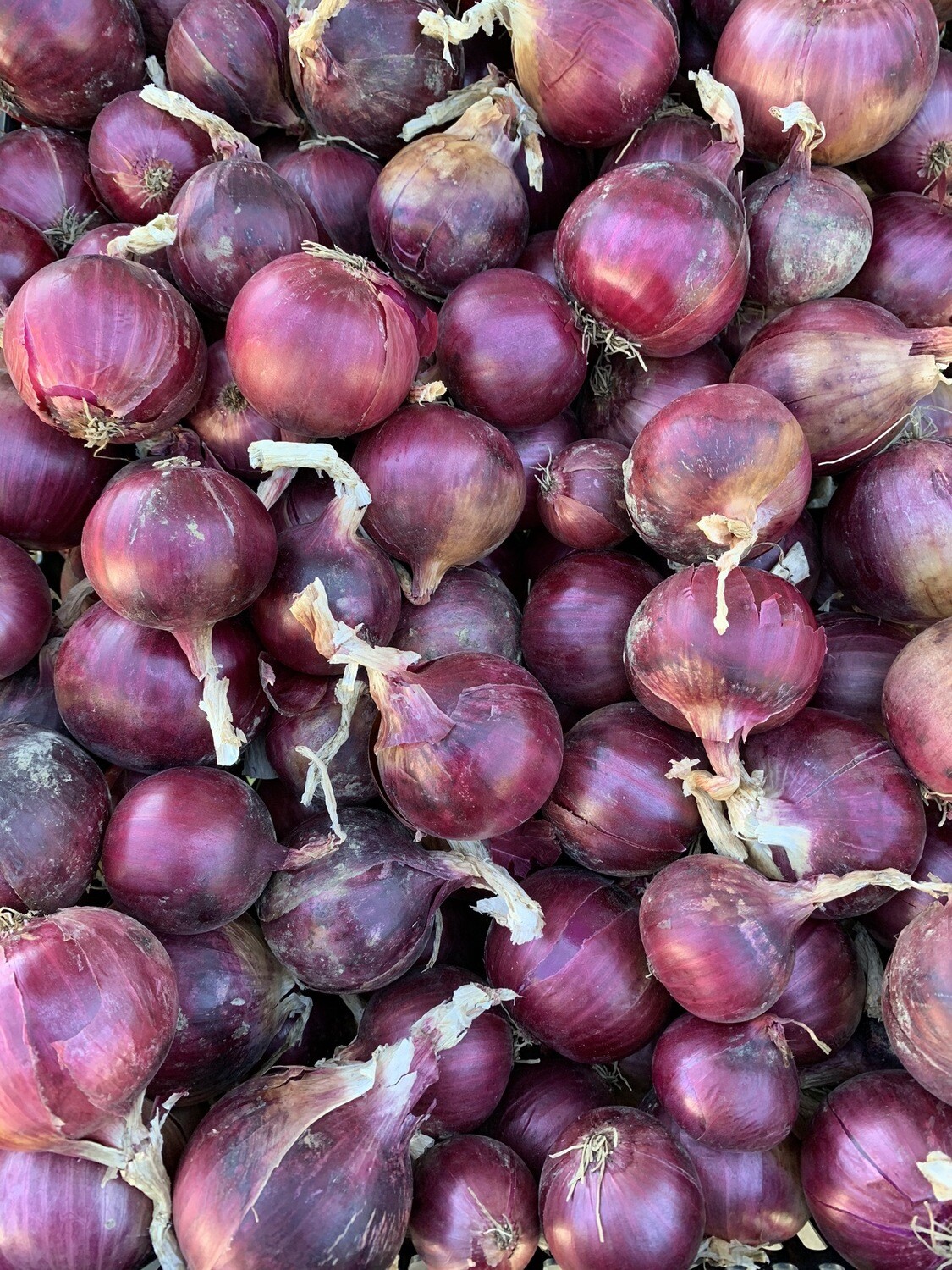 Red Onion Red Onion