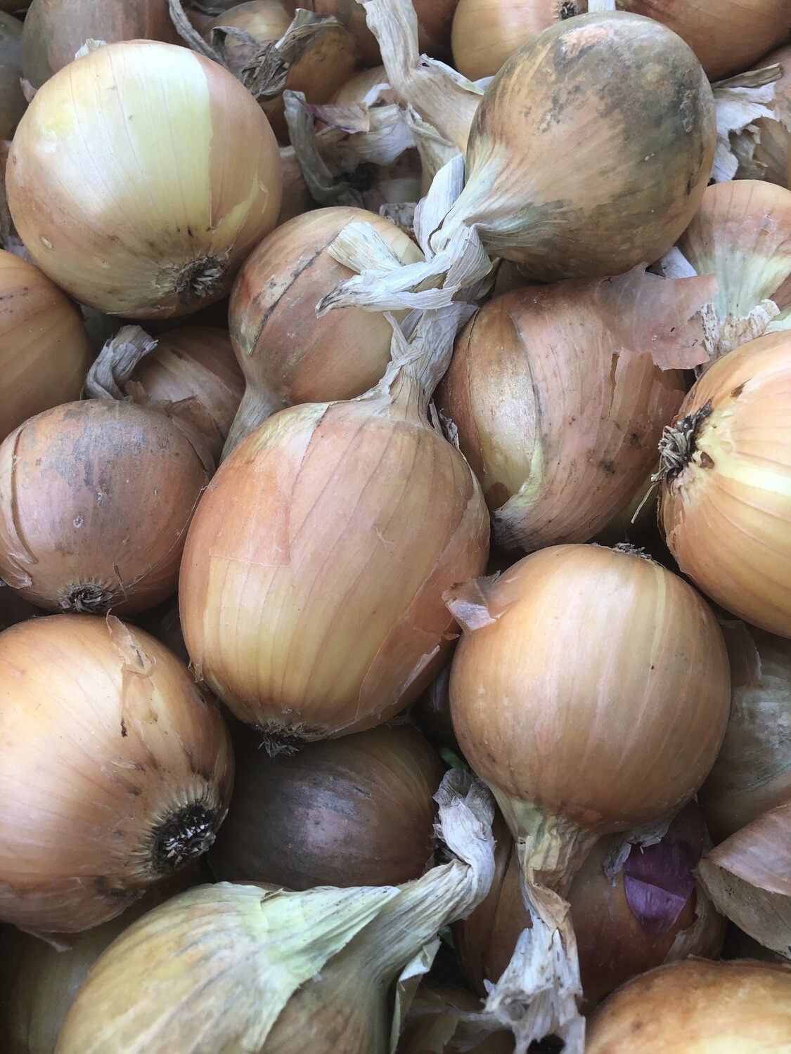 Yellow Onion Yellow Onion