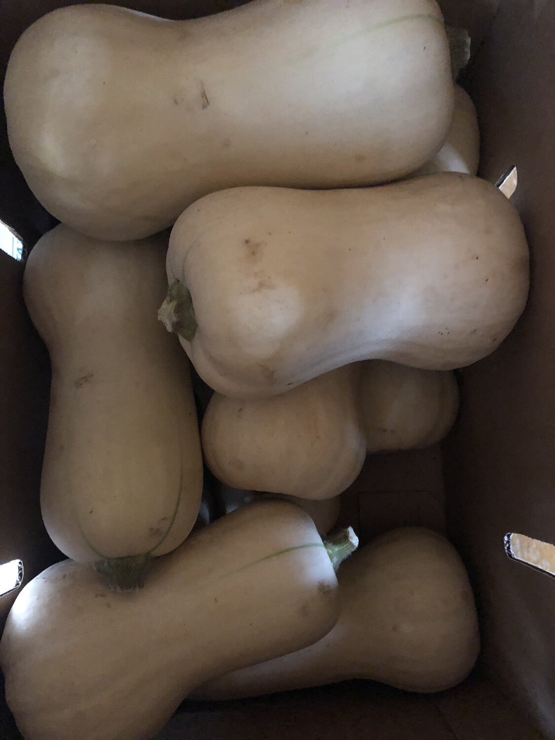 Butternut Squash Butternut Squash