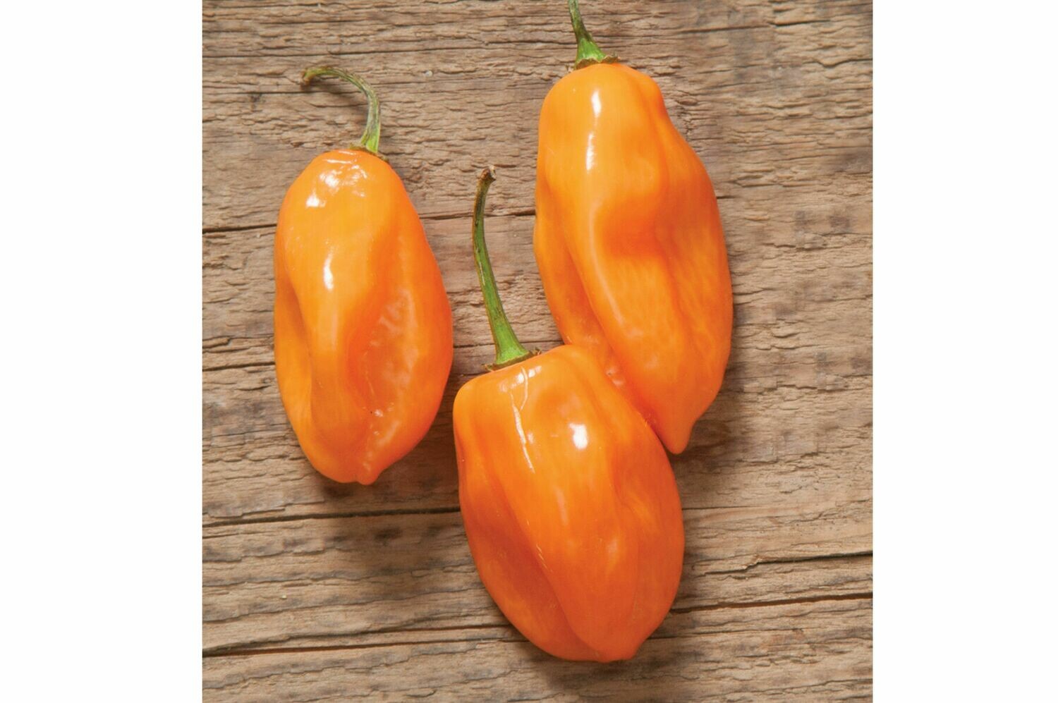 Pepper, Habanero, plant Pepper, Habanero, plant