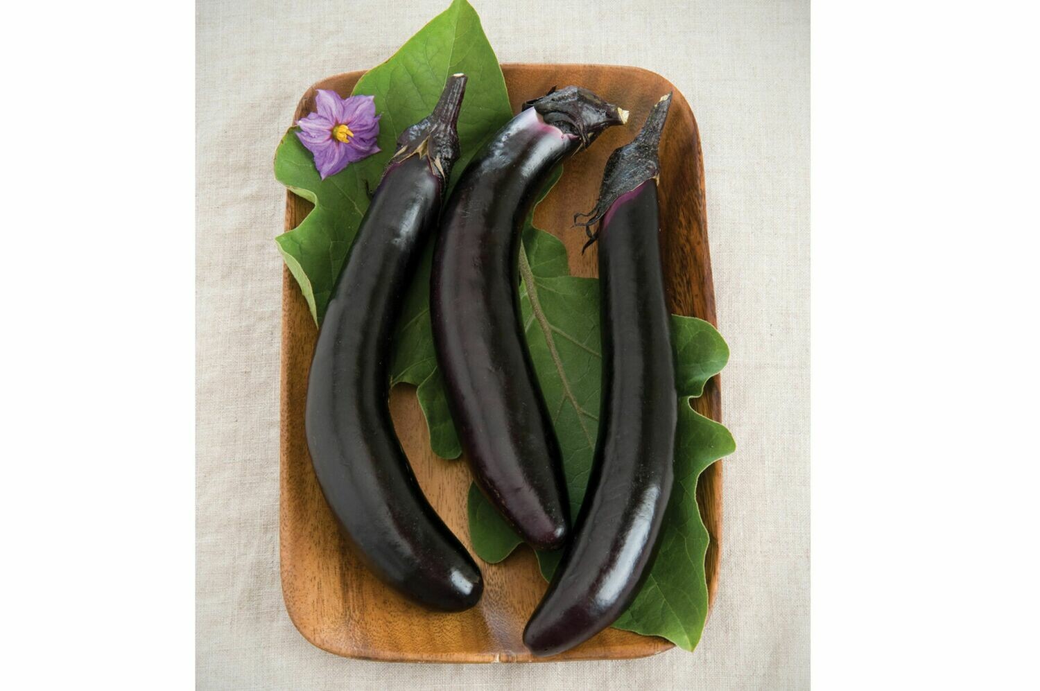 Eggplant, plant Eggplant, plant
