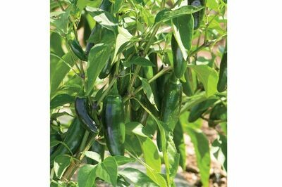 Pepper, Jalapeno, plant