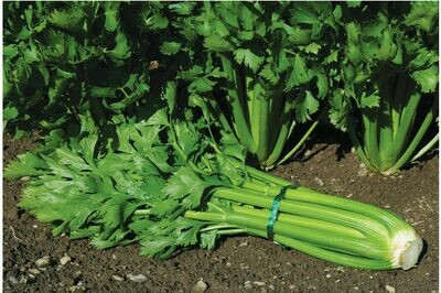 Celery, plants 4 pack