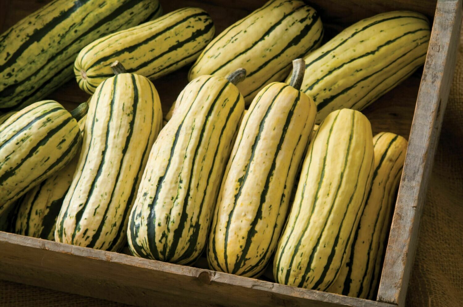 Squash, Delicata, single Squash, Delicata, single