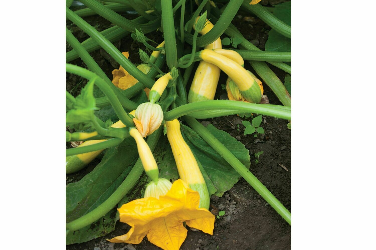 Summer Squash, single Summer Squash, single