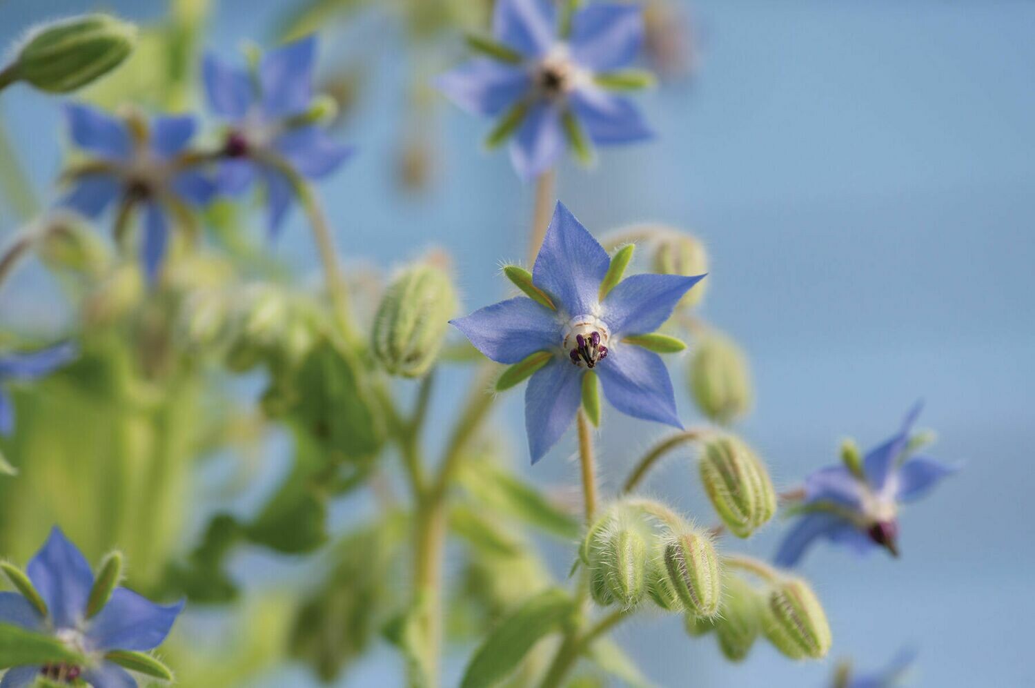 Borage, plant Borage, plant