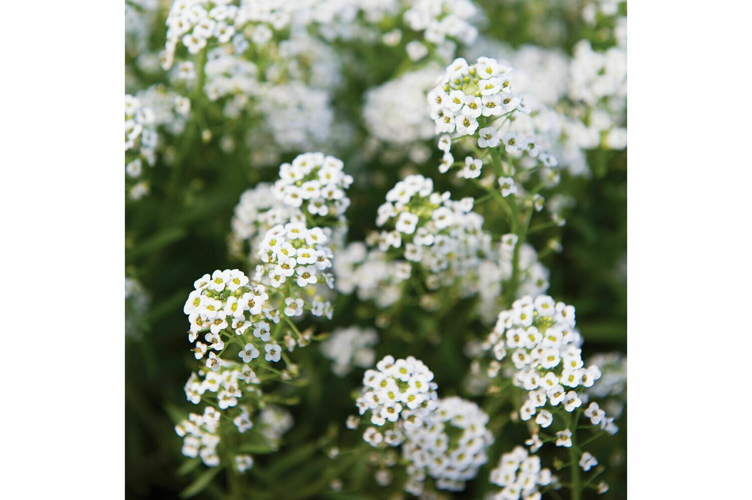 Sweet Alyssum, 6 pack Sweet Alyssum, 6 pack