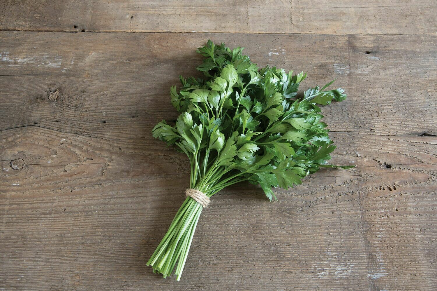 Parsley, 4 pack Parsley, 4 pack