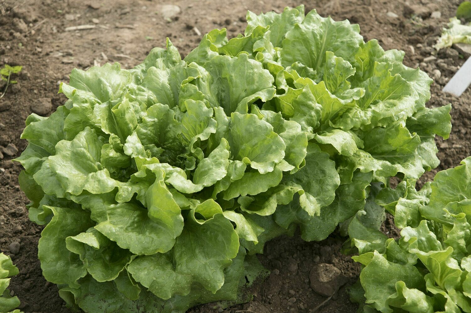 Lettuce, Summer Crisp, 4 pack Lettuce, Summer Crisp, 4 pack