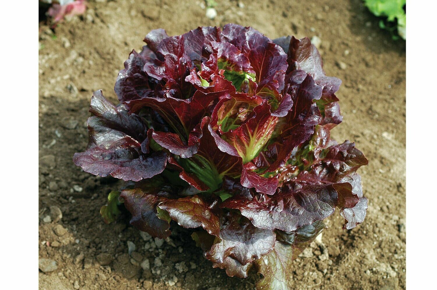 Lettuce, Leaf, 4 pack Lettuce, Leaf, 4 pack