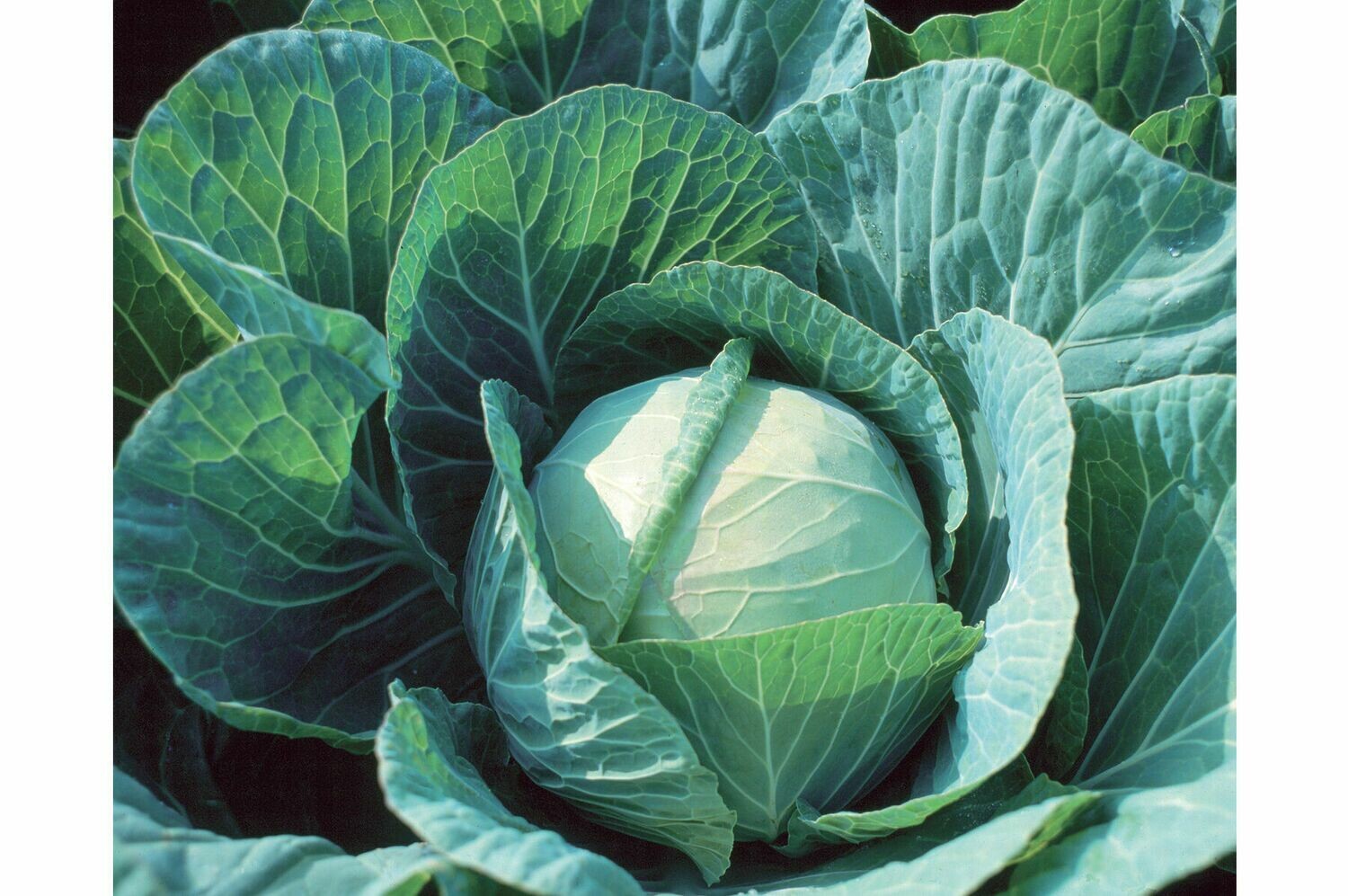 Cabbage, Green, 4 pack Cabbage, Green, 4 pack