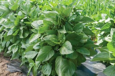 Basil, Thai, plant, 4 pack