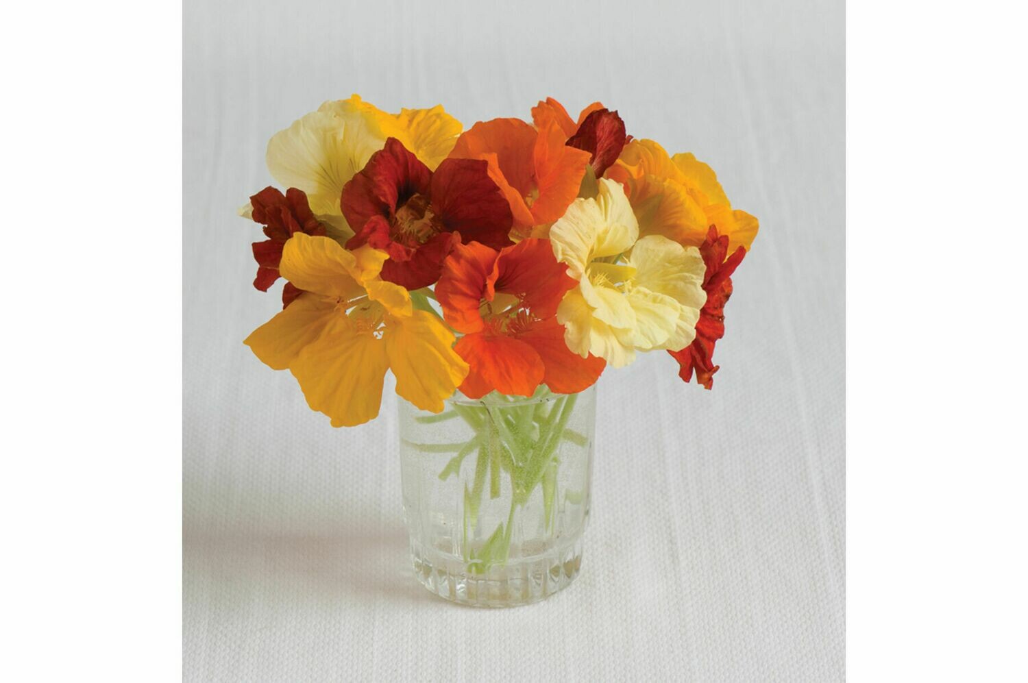 Nasturtium, 6 pack Nasturtium, 6 pack