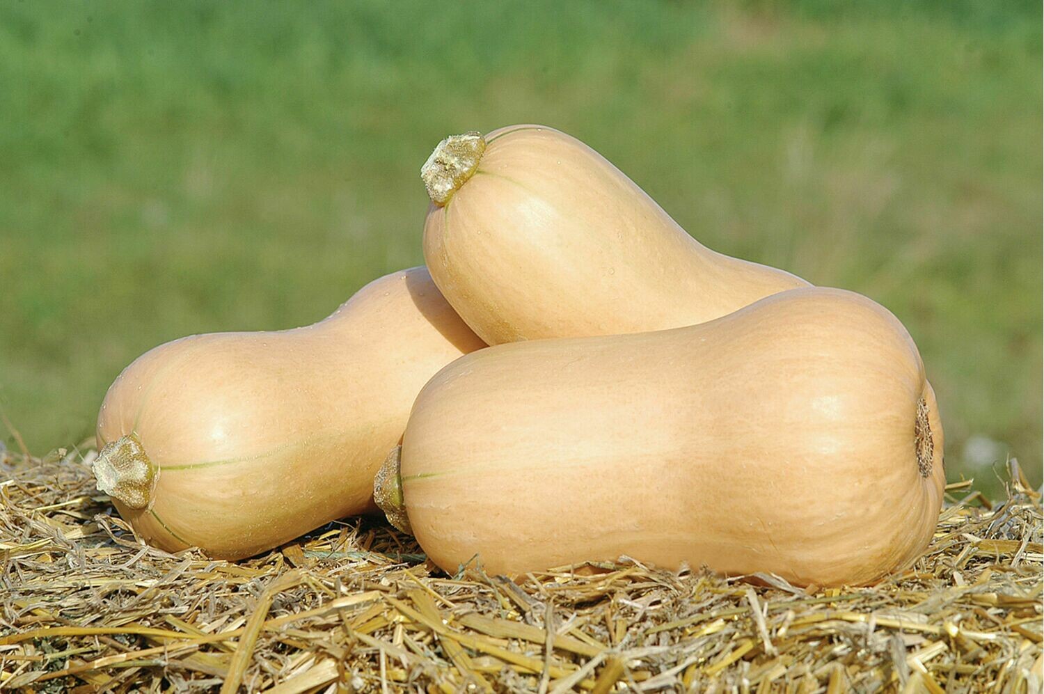 Squash, Butternut, plant Squash, Butternut, plant