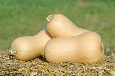 Squash, Butternut, plant
