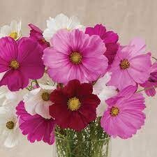 Cosmos, 6 pack plants