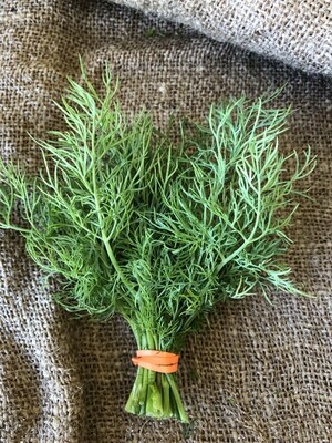 Dill, 4 pack plants
