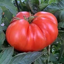 Mortgage Lifter, tomato plant