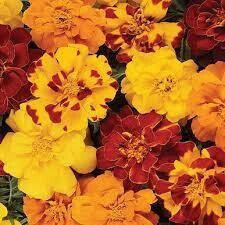 Marigold, French, 6 pack plants