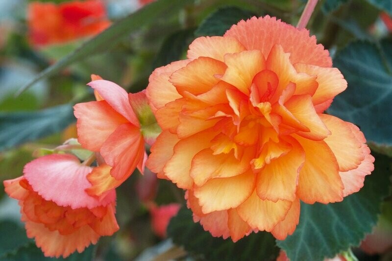 Begonia Illumination Golden Picotee