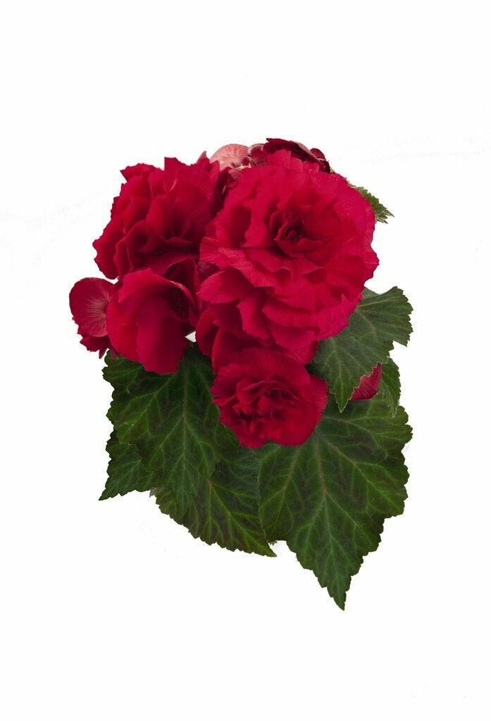 Begonia Nonstop Deep Rose