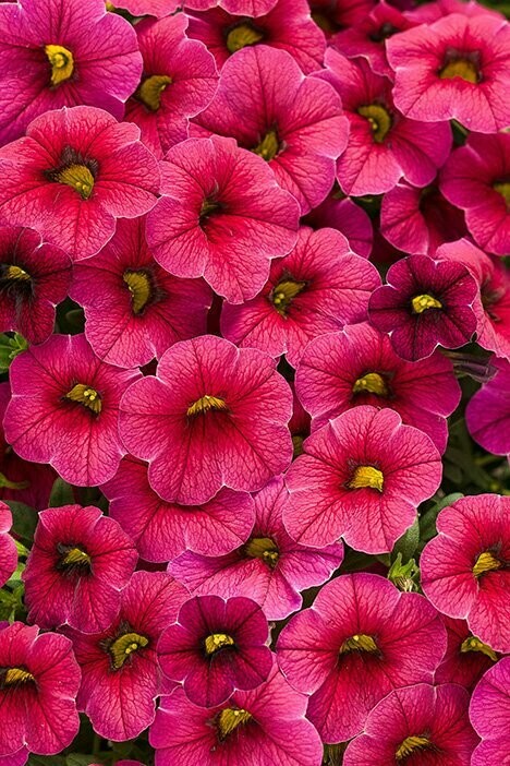 Calibrachoa Superbells Cherry Red