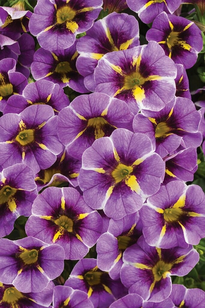 Calibrachoa Superbells Evening Star