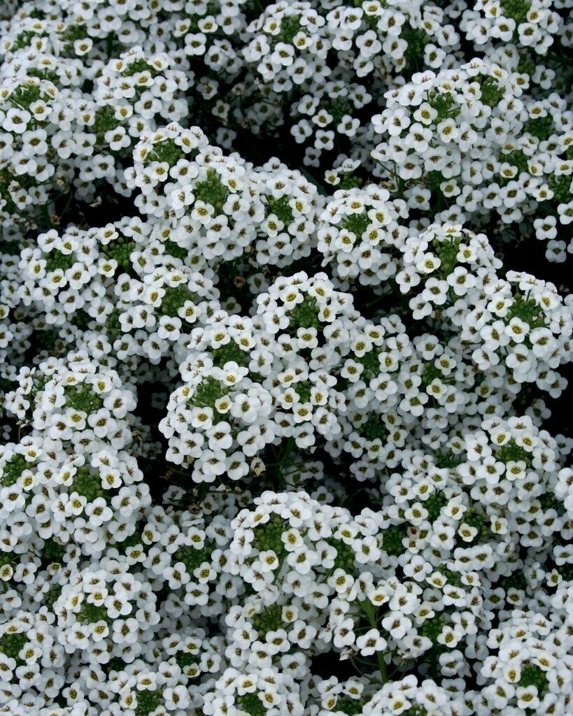 Lobularia Snow Princess