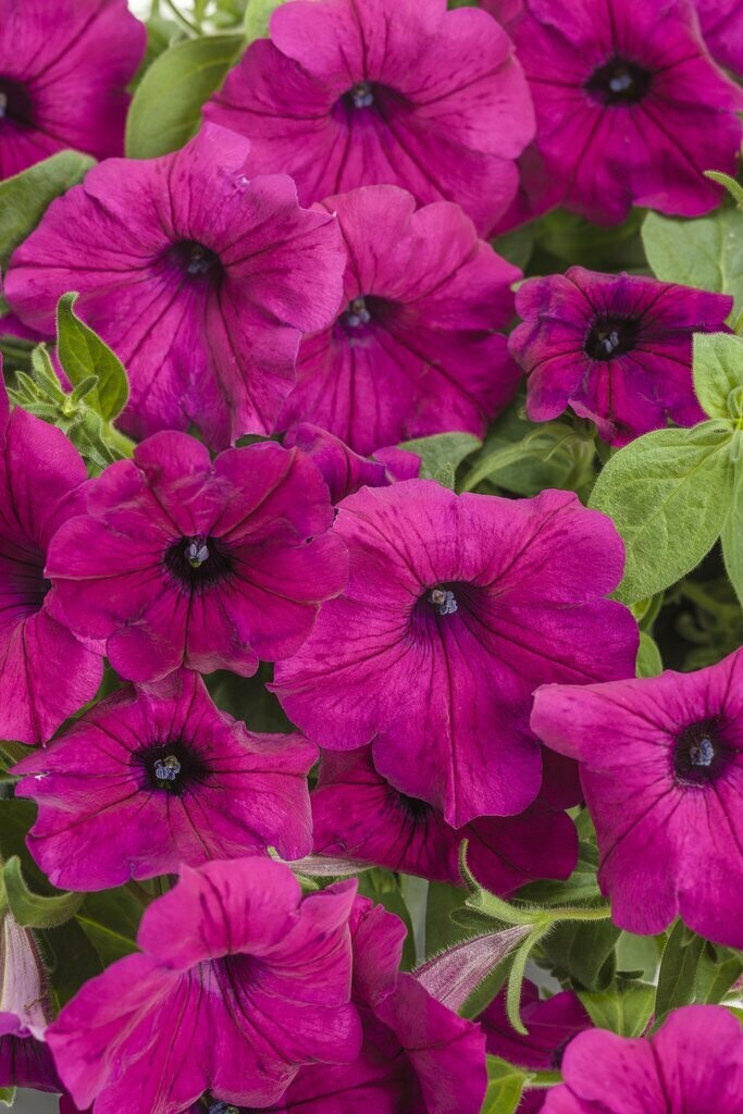 Petunia Supertunia Royal Magenta