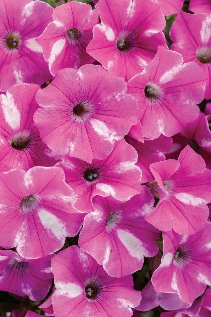 Petunia Supertunia Raspberry Rush