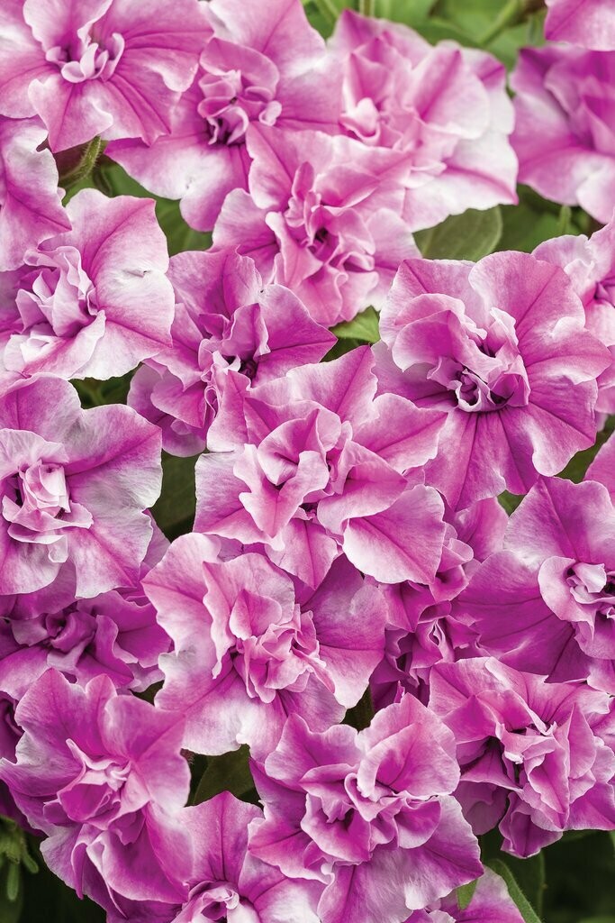 Petunia Supertunia Sharon