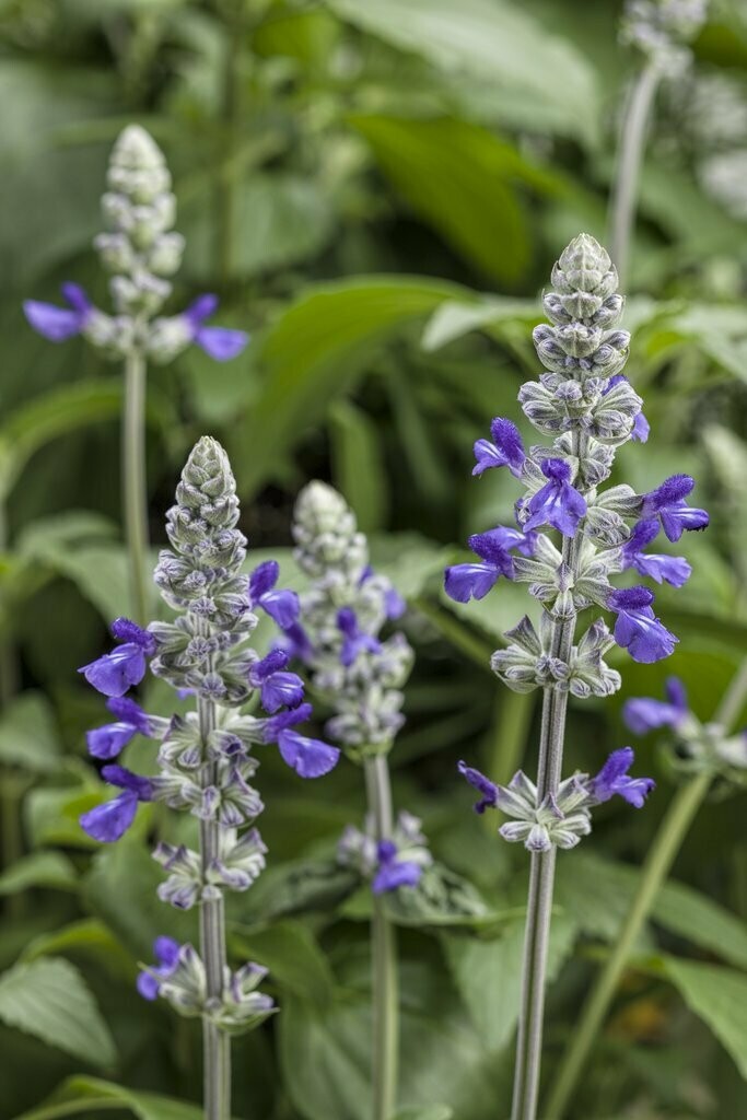 Salvia Rockin' Playin' the Blues