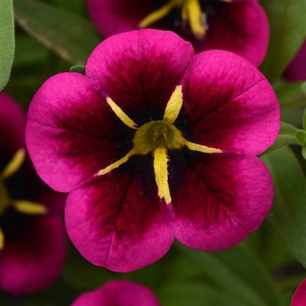 Calibrachoa Cabaret Good Night Kiss