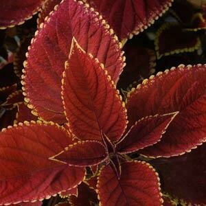 Coleus Trusty Rusty