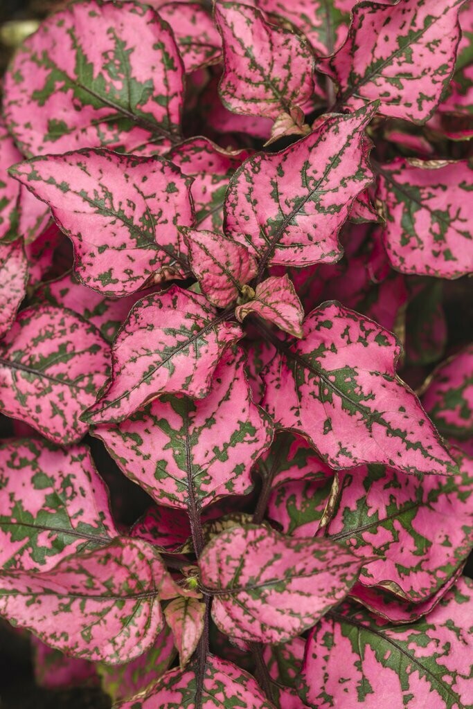 Hypoestes Hippo Rose